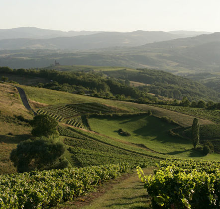 paysages beaujolais - © Daniel GILLET