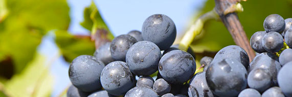 Cépage gamay beaujolais nouveaux