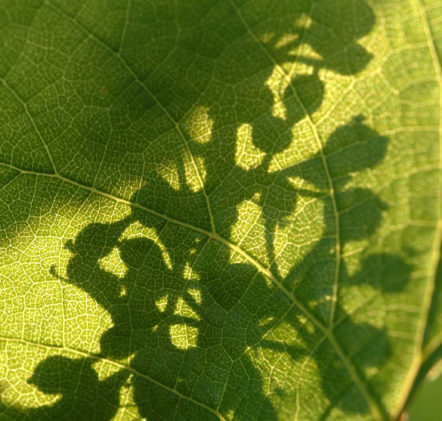 Vigne Beaujolais Nouveaux au printemps - © JB LAISSARD