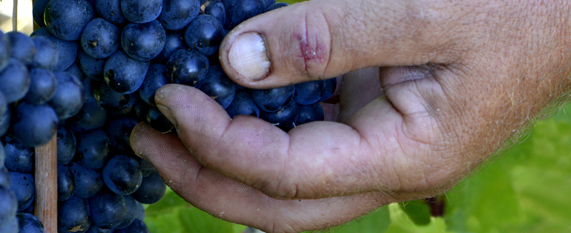 Vin de copains