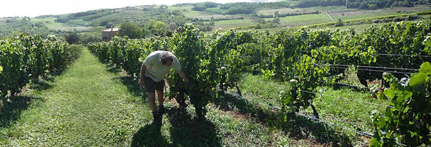 Jean-François Garlon Beaujolais Nouveaux