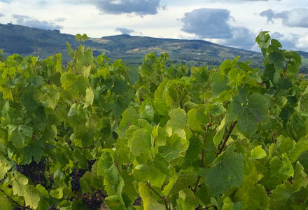 Véraison dans le Beaujolais