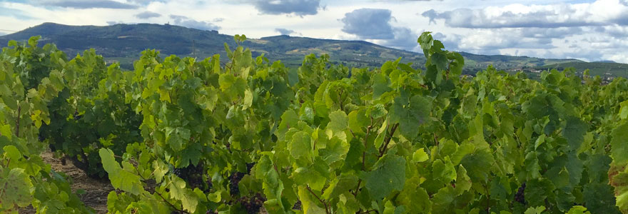 Véraison dans le Beaujolais