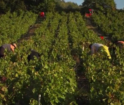 au coeur des vendanges 2016 beaujolais nouveaux