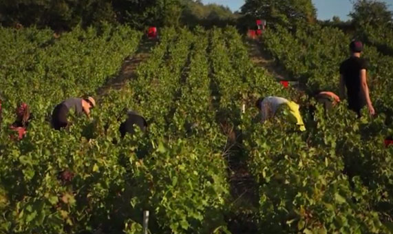 au coeur des vendanges 2016 beaujolais nouveaux