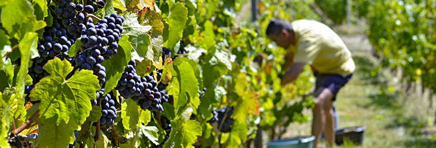 Vendanges Beaujolais Nouveaux 2016