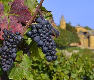 Beaujolais Nouveau - Idées Reçues