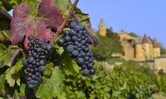 Beaujolais Nouveau - Idées Reçues