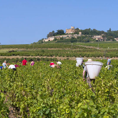 Beaujolais Nouveaux Vendanges 2018