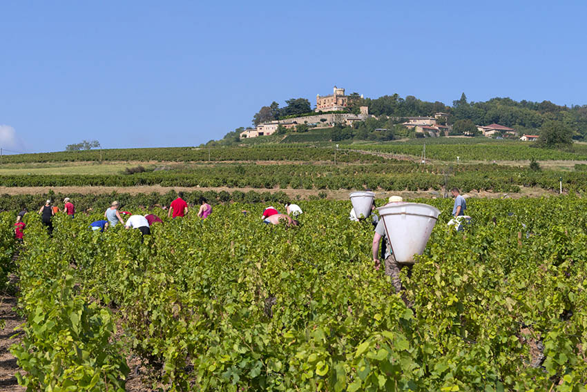 Beaujolais Nouveaux Vendanges 2018