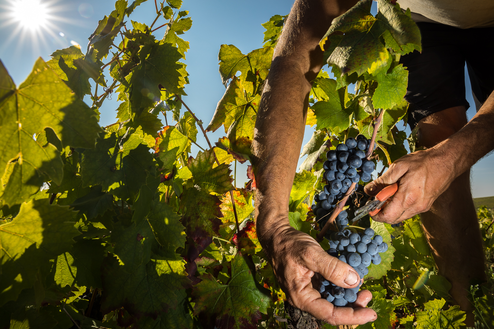 Le Beaujolais, une tradition de fête